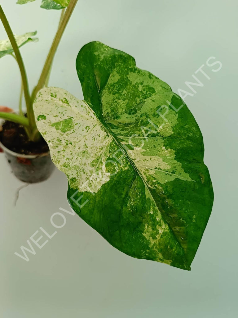 Alocasia macrorrhiza splash variegata