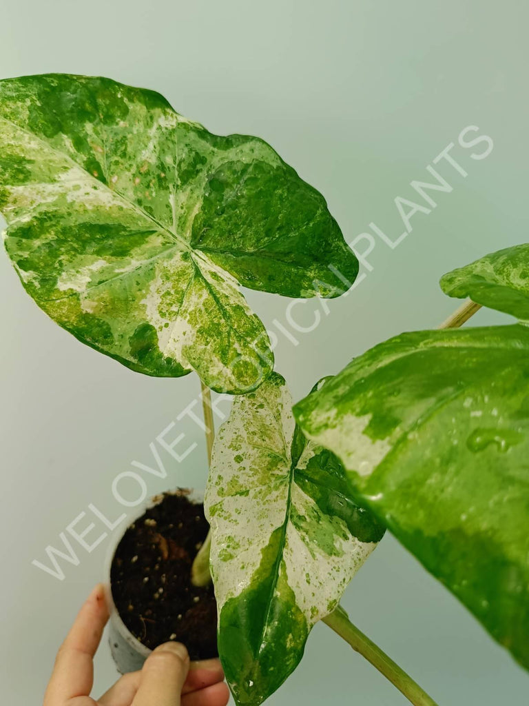 Alocasia macrorrhiza splash variegata