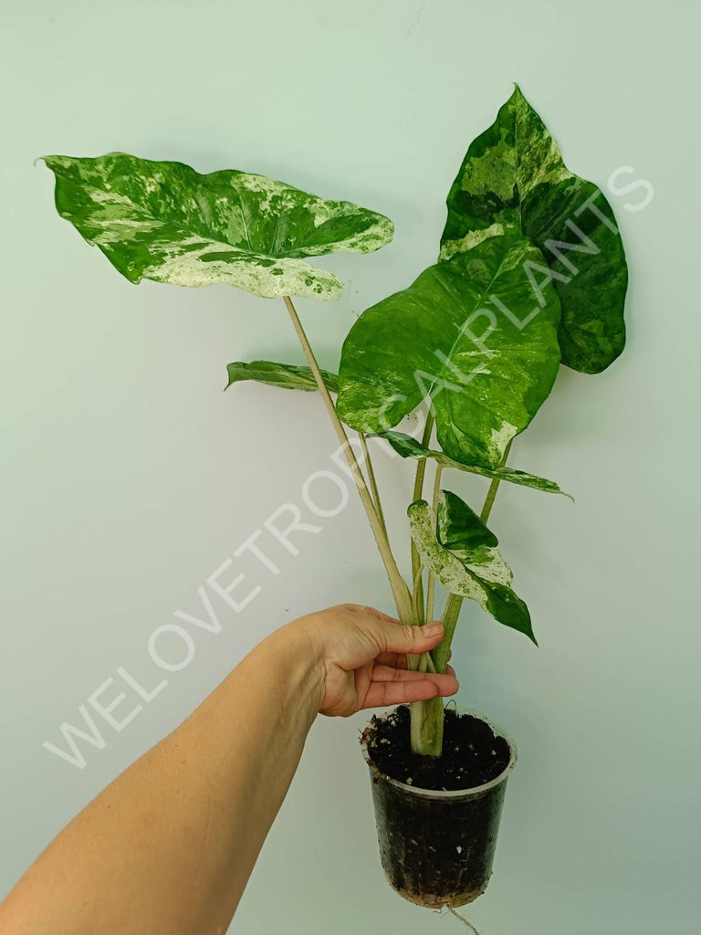 Alocasia macrorrhiza splash variegata