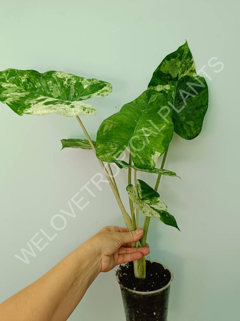 Alocasia macrorrhiza splash variegata