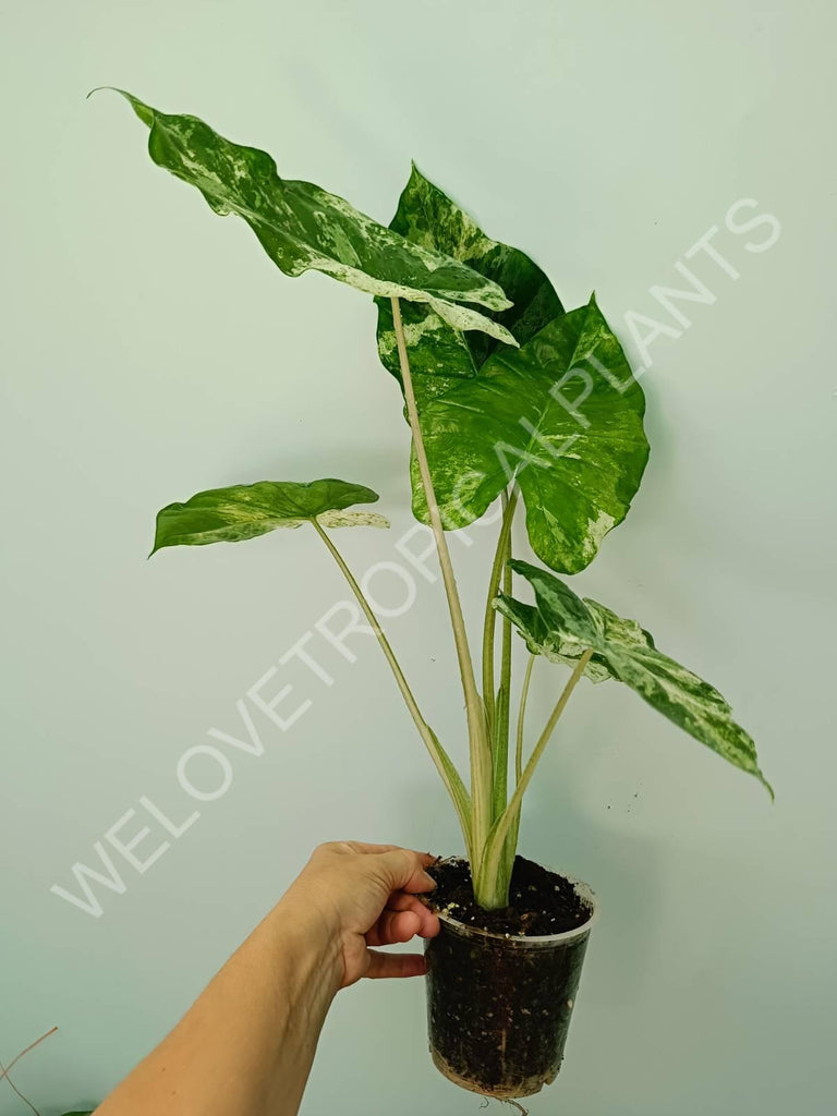 Alocasia macrorrhiza splash variegata