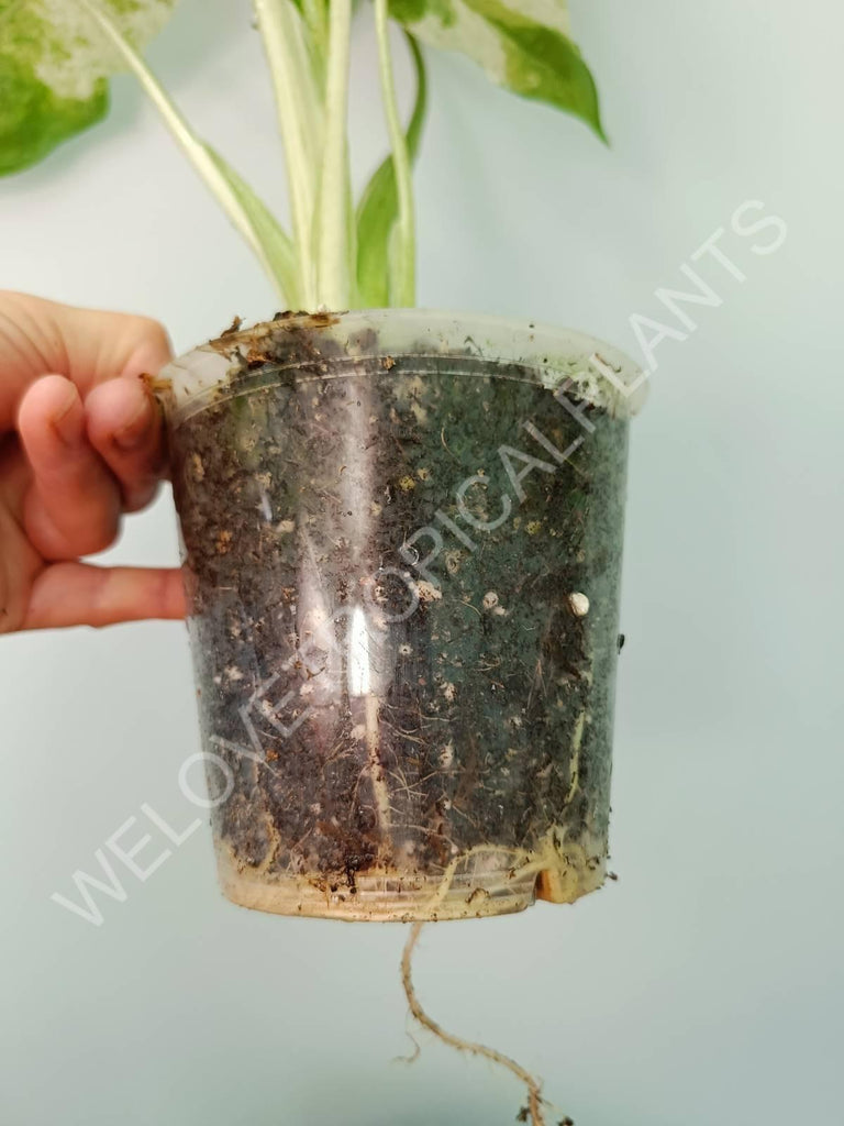 Alocasia macrorrhiza splash variegata