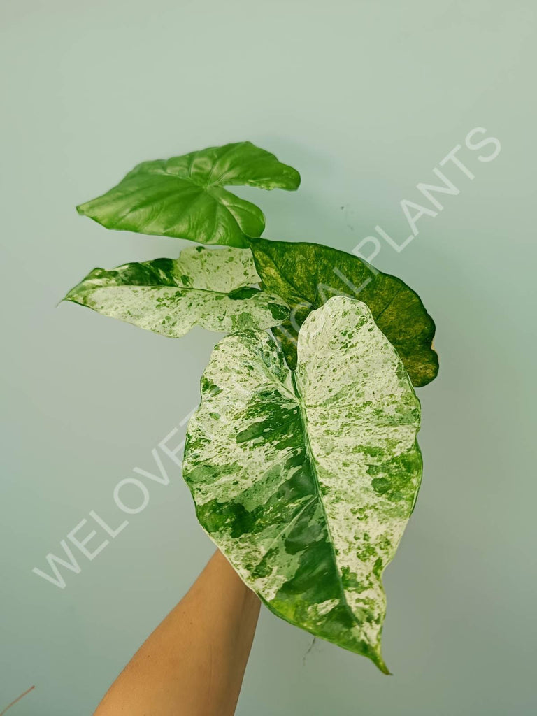 Alocasia macrorrhiza splash variegata