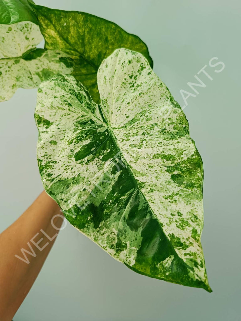 Alocasia macrorrhiza splash variegata