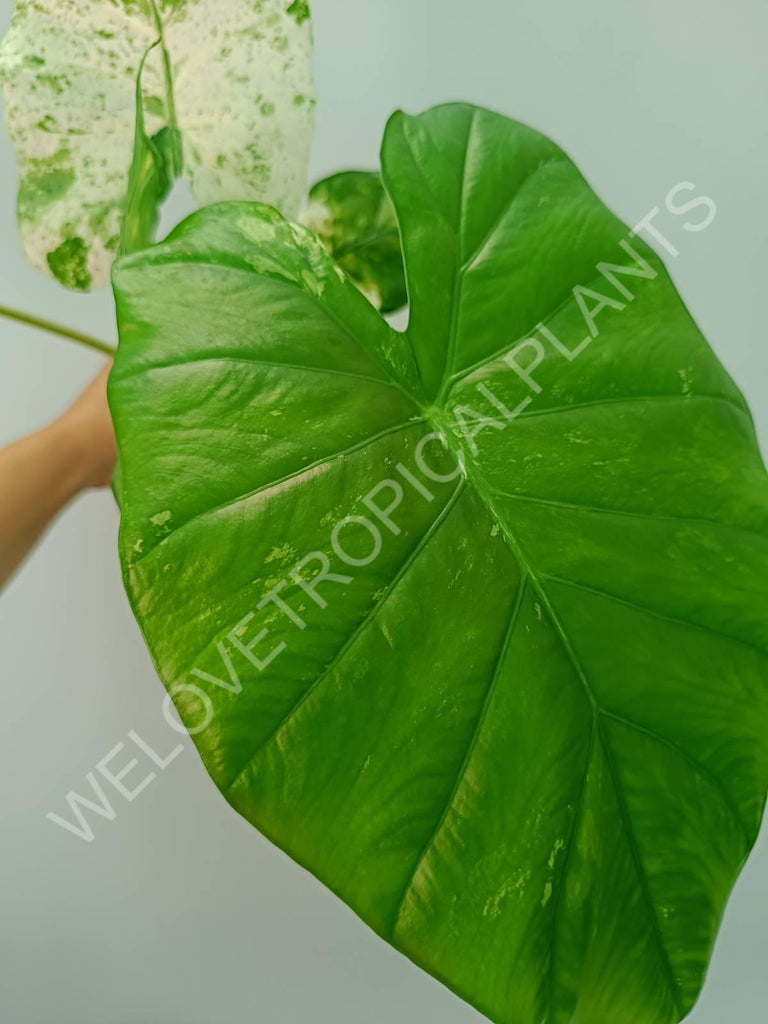 Alocasia macrorrhiza splash variegata