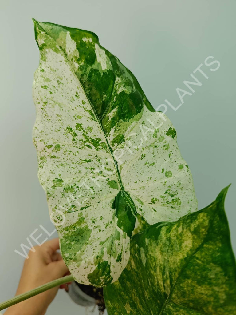 Alocasia macrorrhiza splash variegata