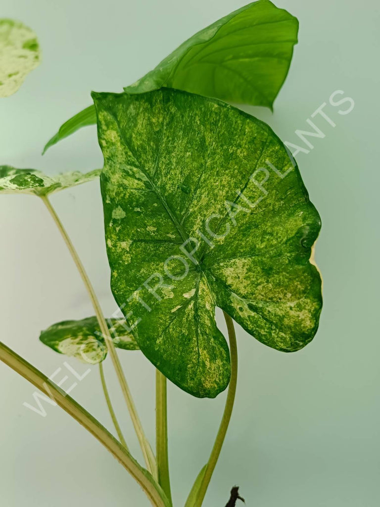 Alocasia macrorrhiza splash variegata