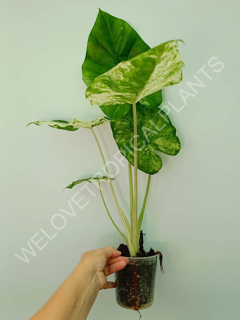 Alocasia macrorrhiza splash variegata