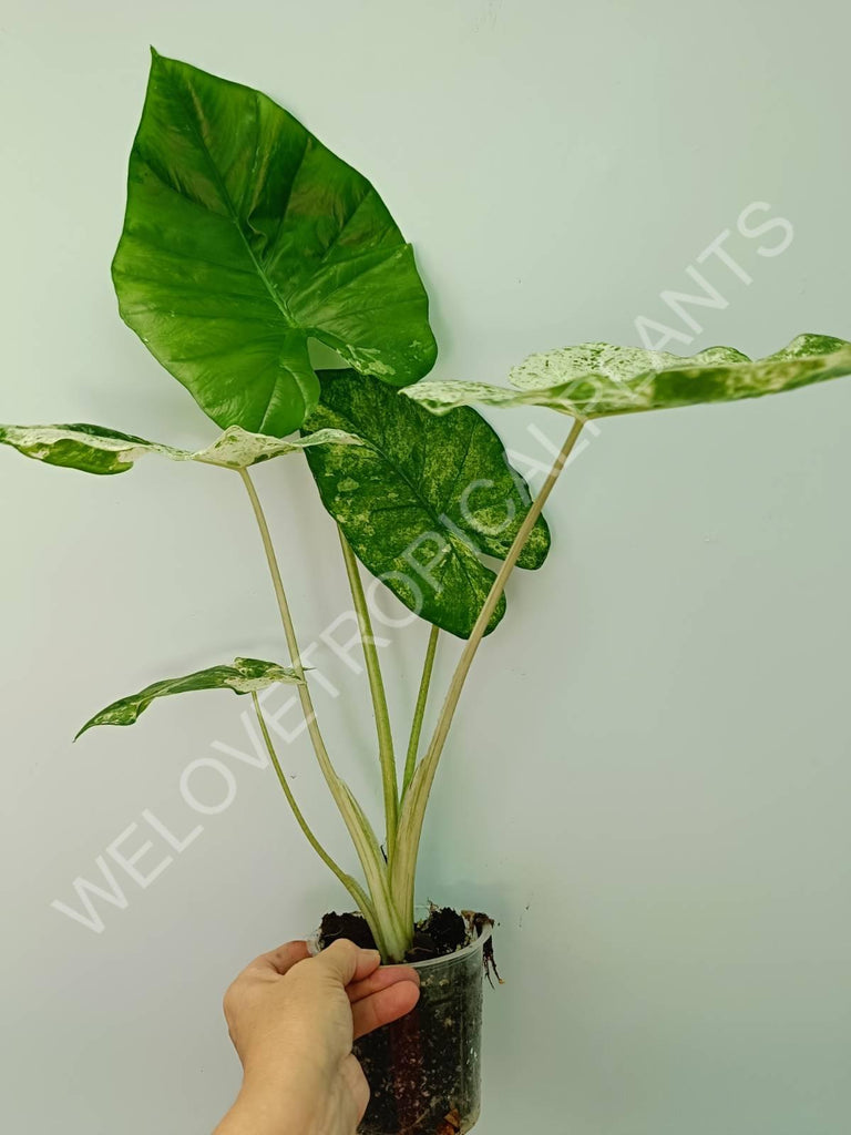 Alocasia macrorrhiza splash variegata