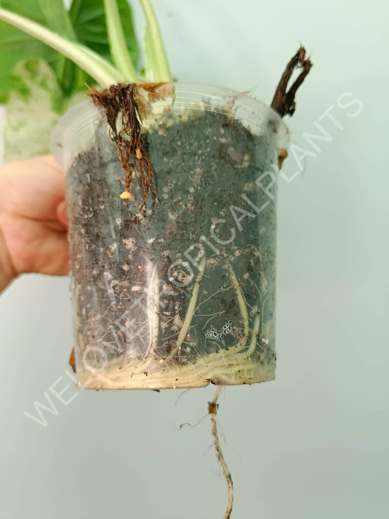 Alocasia macrorrhiza splash variegata