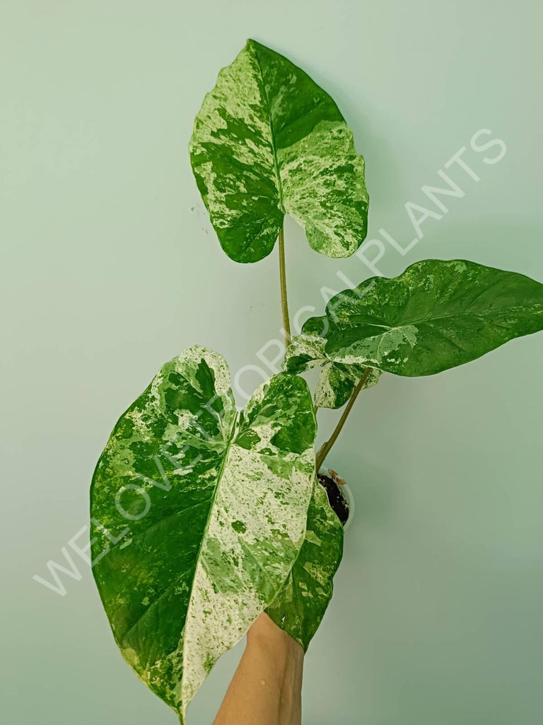 Alocasia macrorrhiza splash variegata