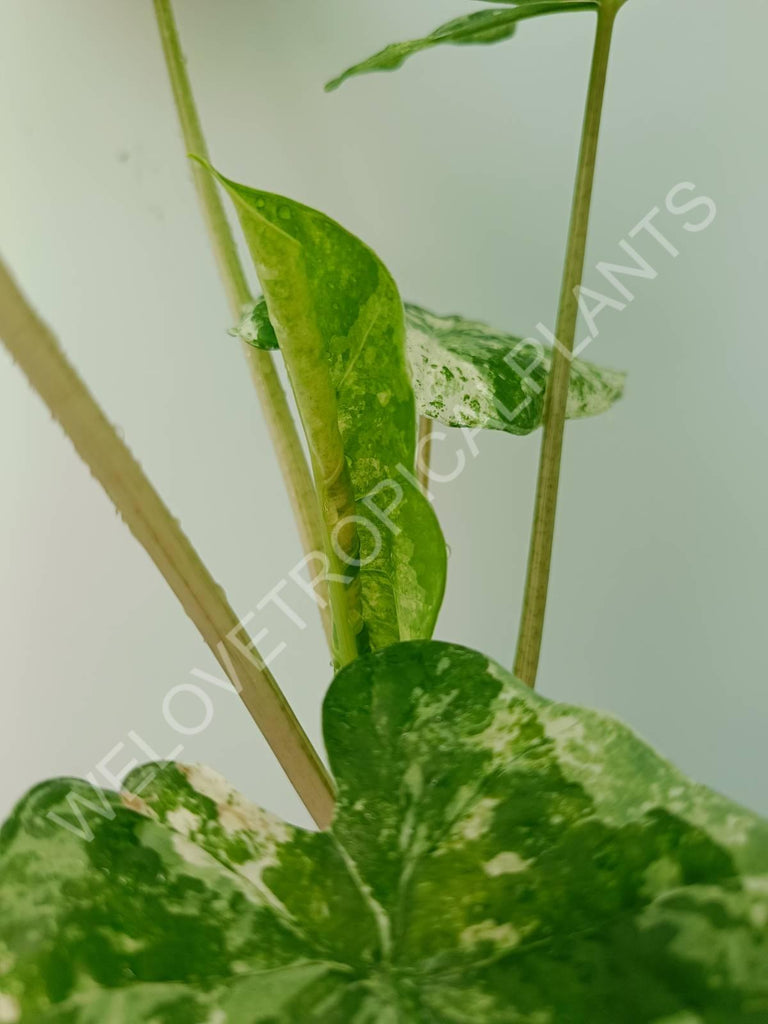 Alocasia macrorrhiza splash variegata