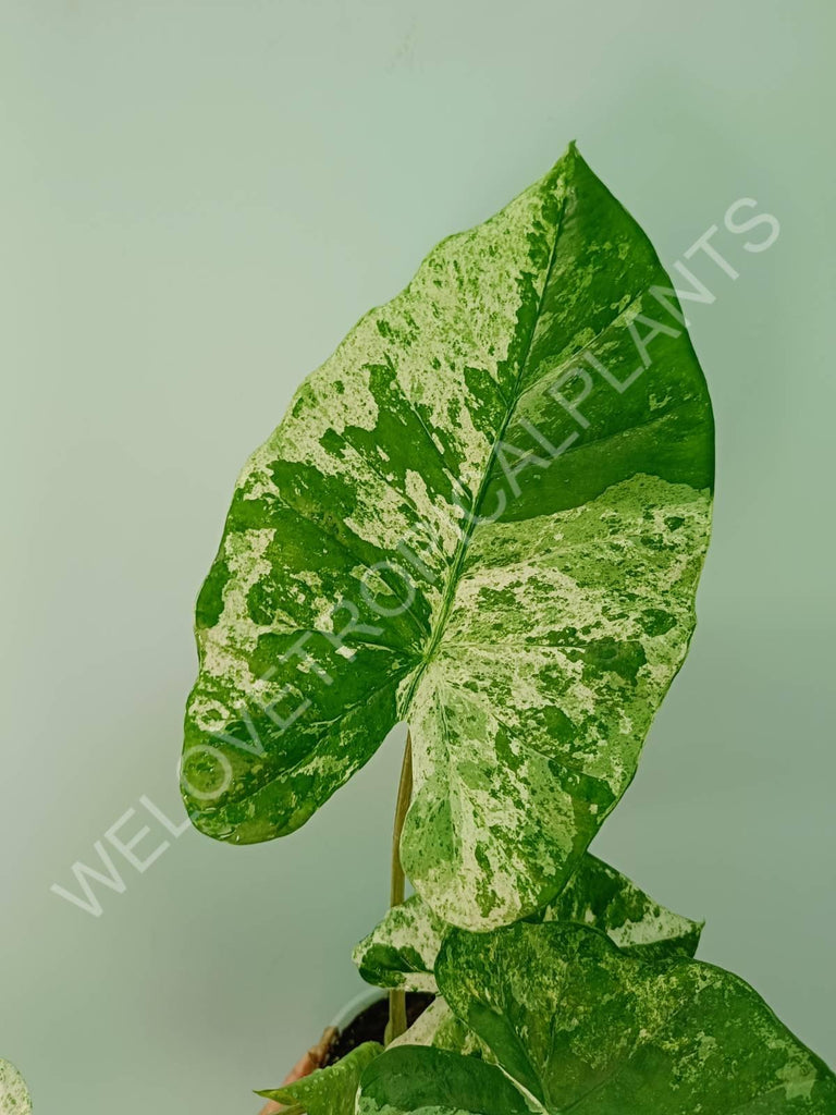 Alocasia macrorrhiza splash variegata