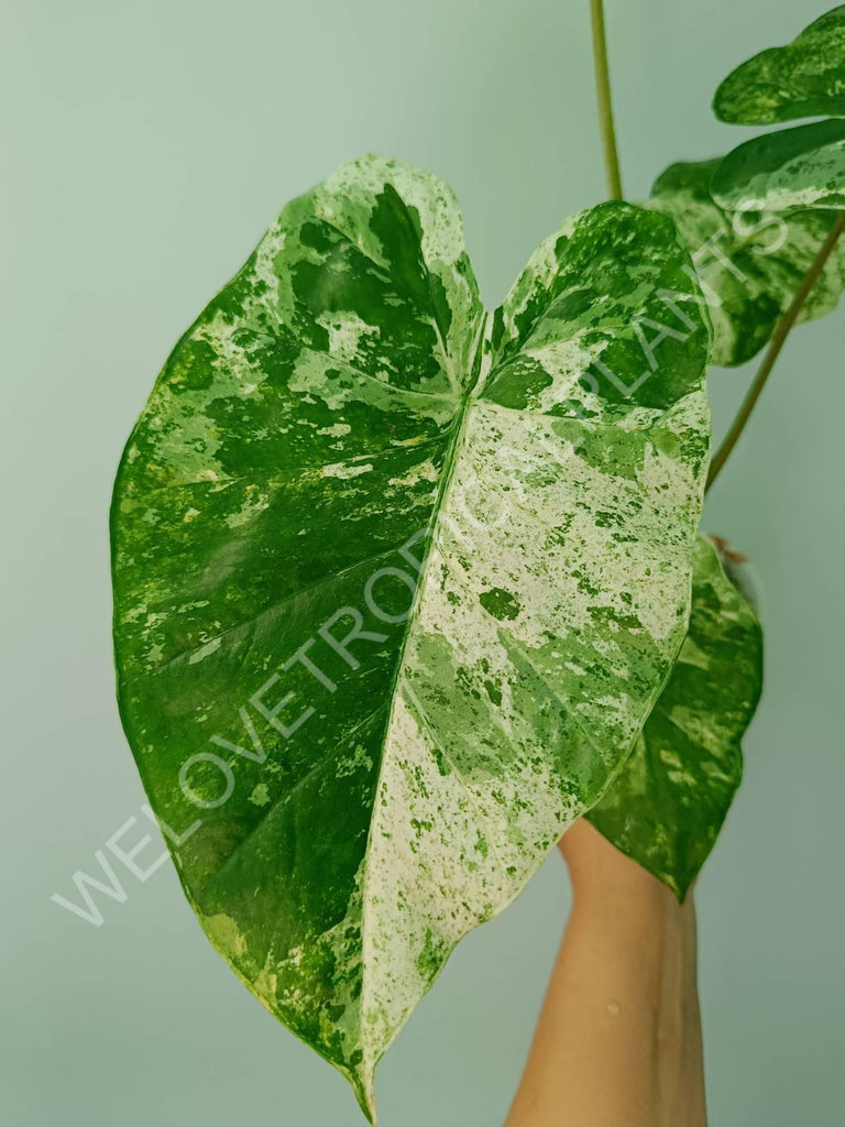 Alocasia macrorrhiza splash variegata