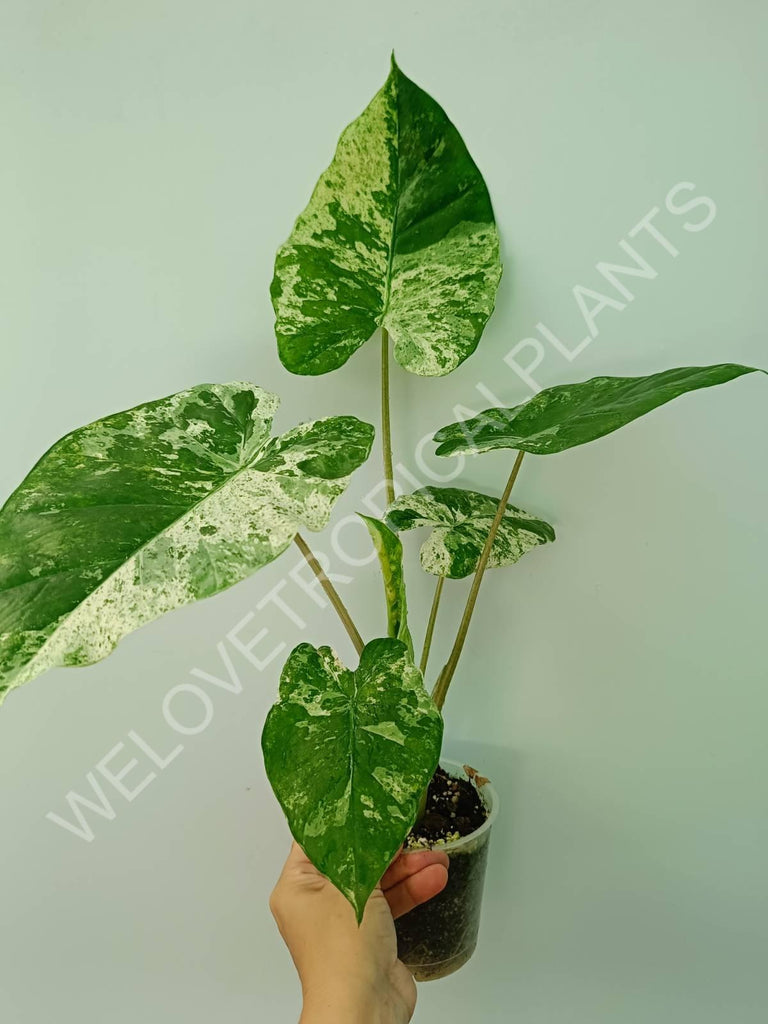 Alocasia macrorrhiza splash variegata