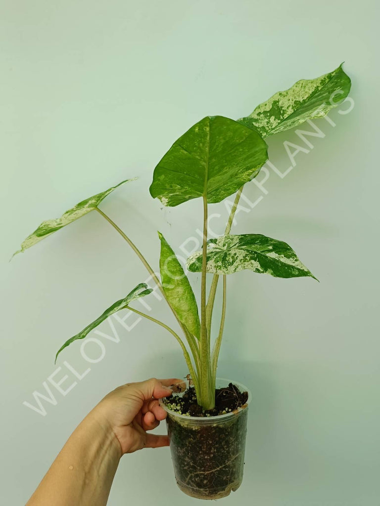 Alocasia macrorrhiza splash variegata