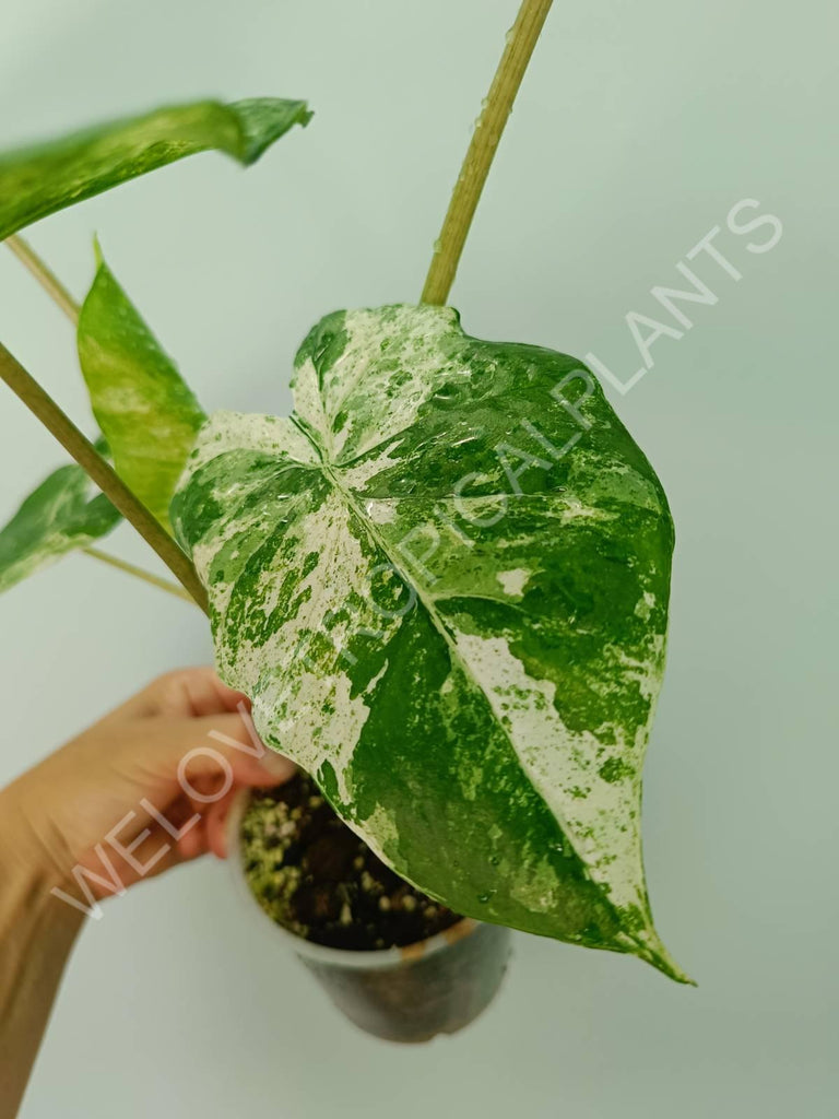 Alocasia macrorrhiza splash variegata