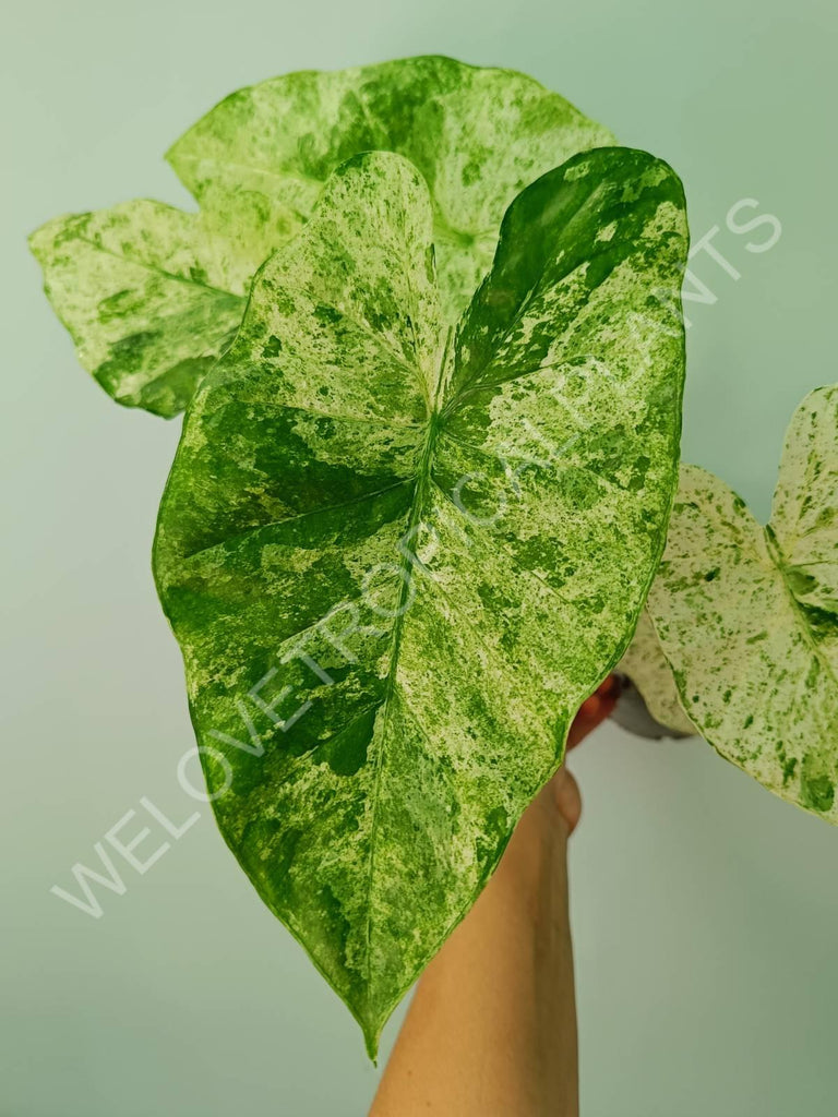 Alocasia macrorrhiza splash variegata