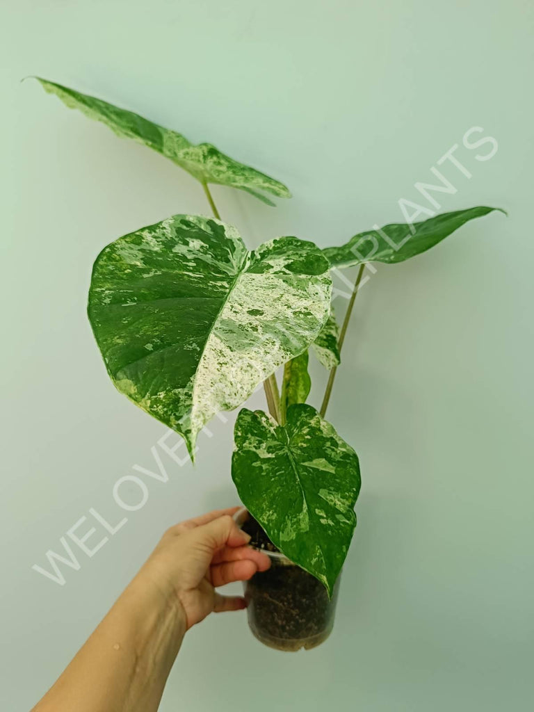 Alocasia macrorrhiza splash variegata