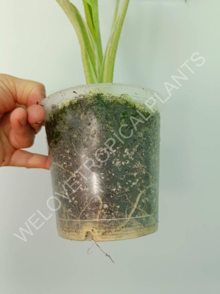 Alocasia macrorrhiza splash variegata