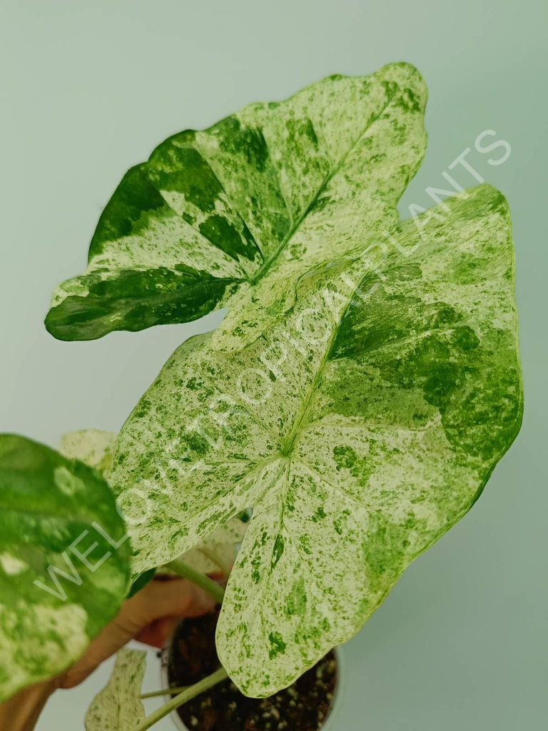 Alocasia macrorrhiza splash variegata