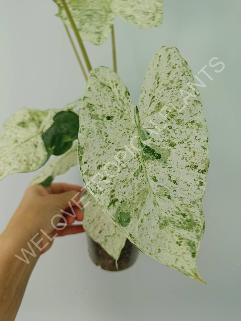 Alocasia macrorrhiza splash variegata