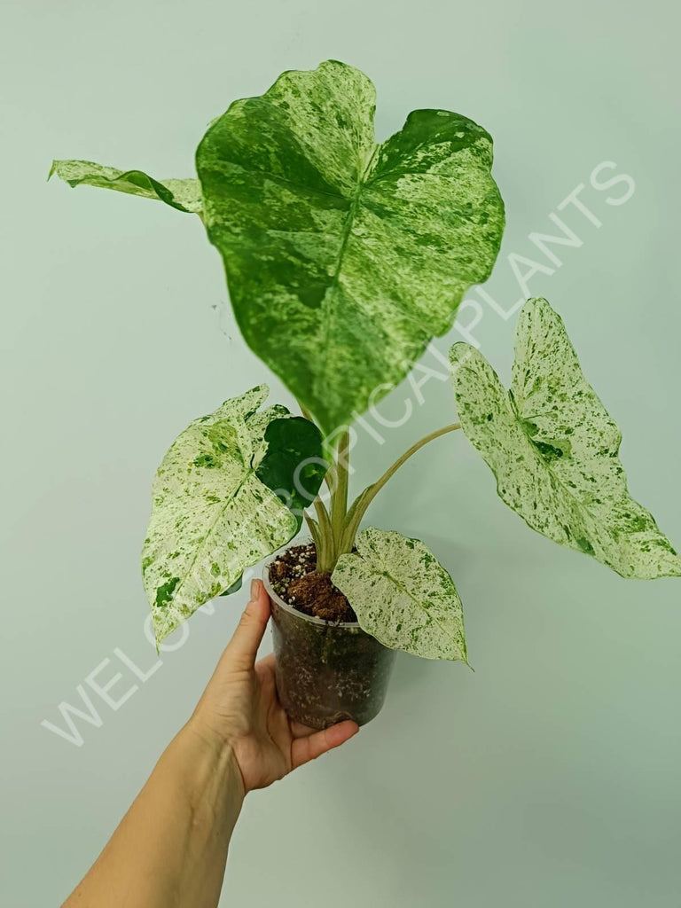 Alocasia macrorrhiza splash variegata