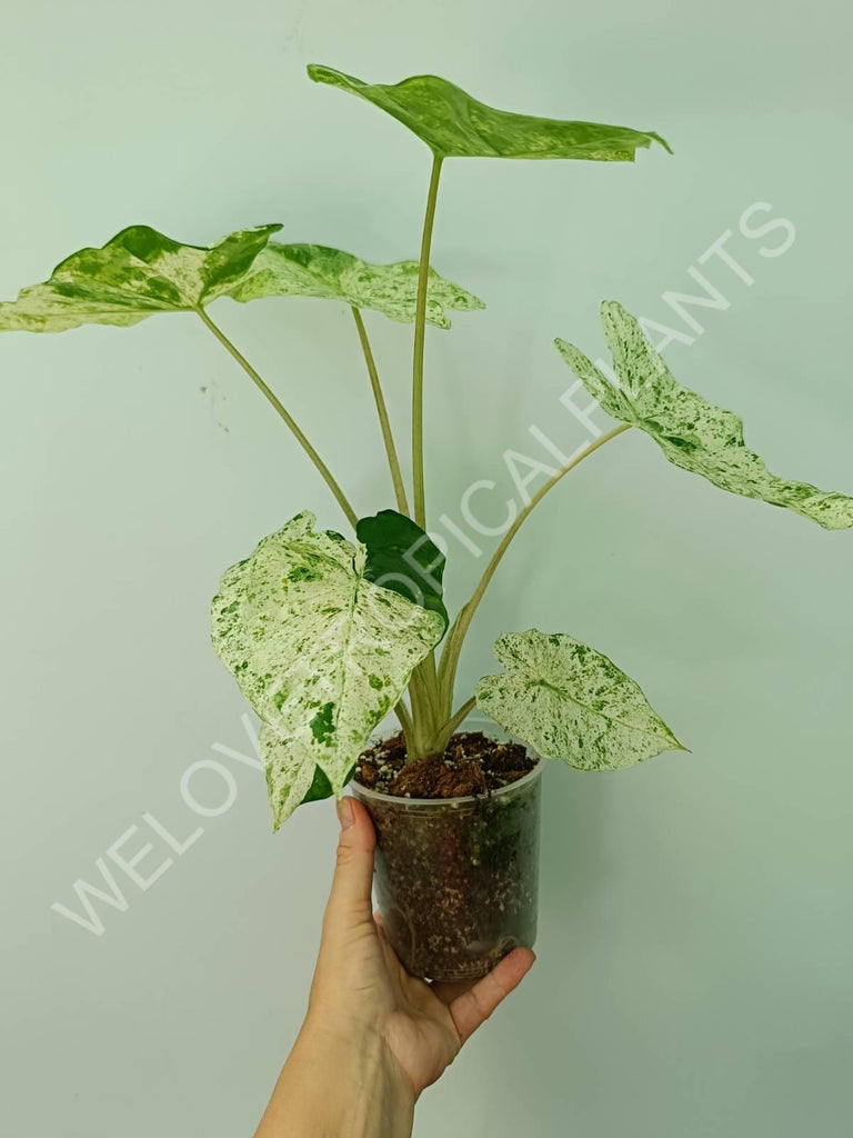 Alocasia macrorrhiza splash variegata