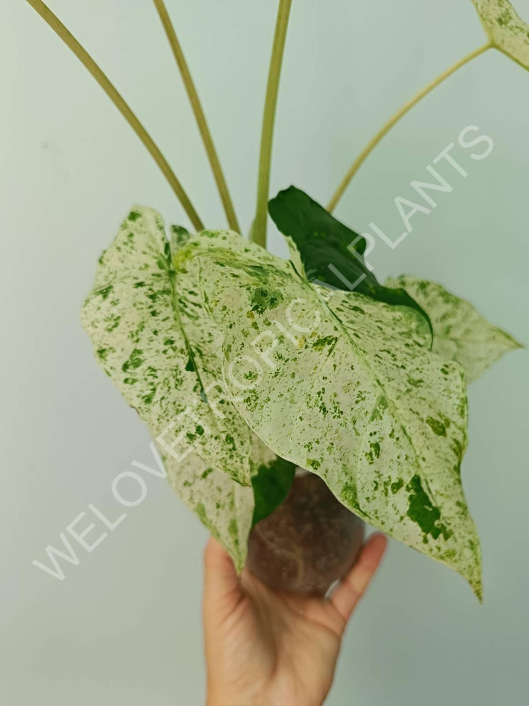 Alocasia macrorrhiza splash variegata