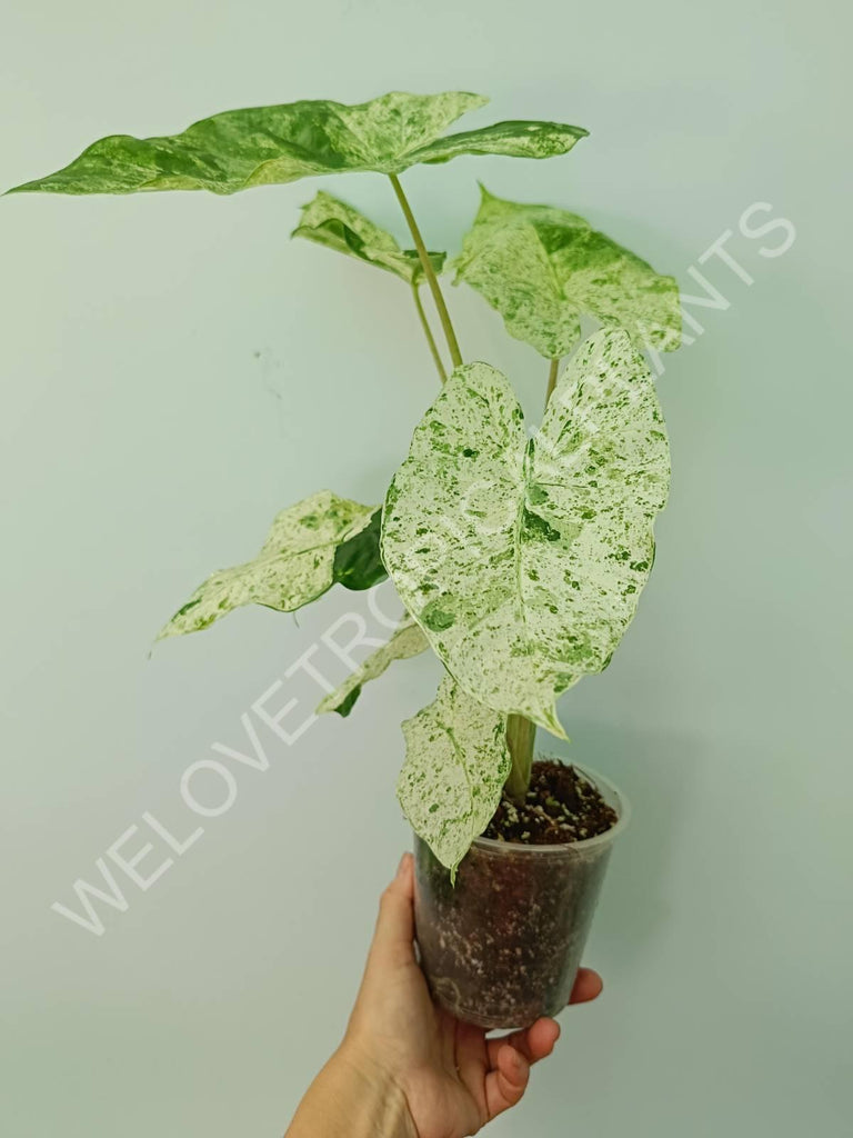 Alocasia macrorrhiza splash variegata