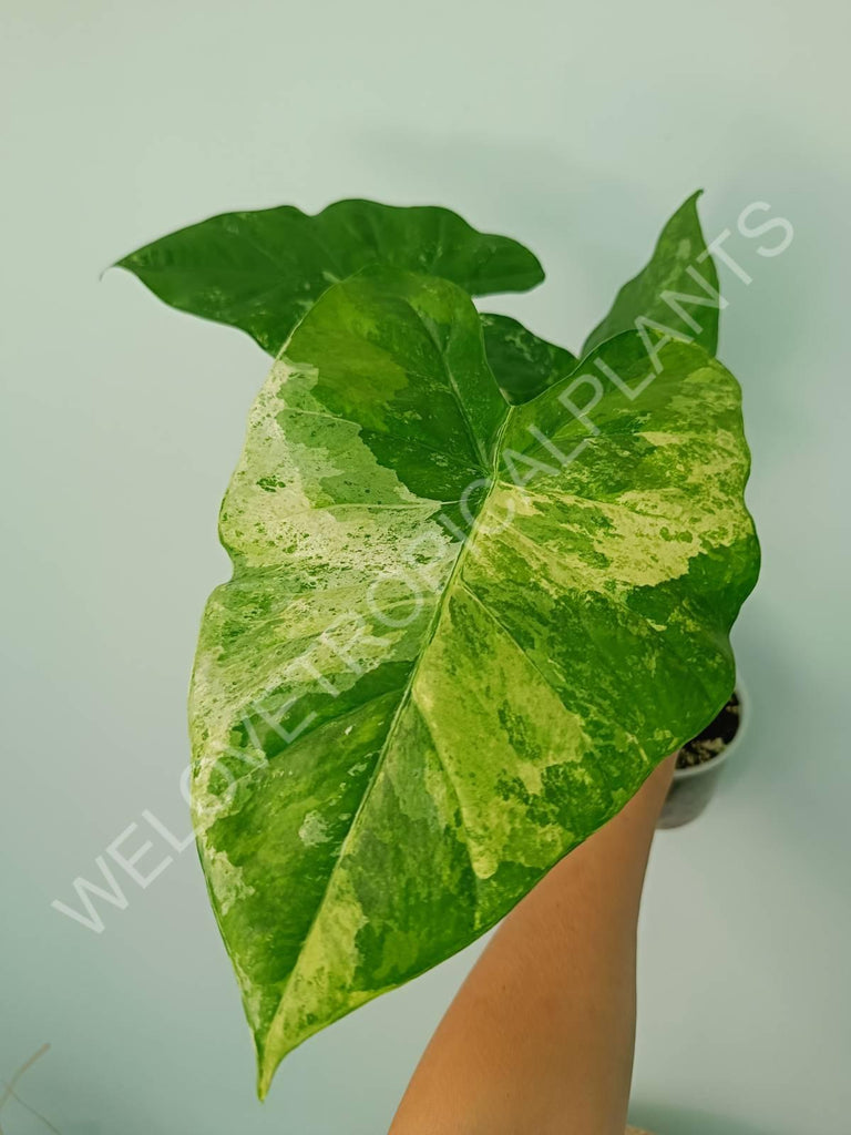 Alocasia macrorrhiza splash variegata