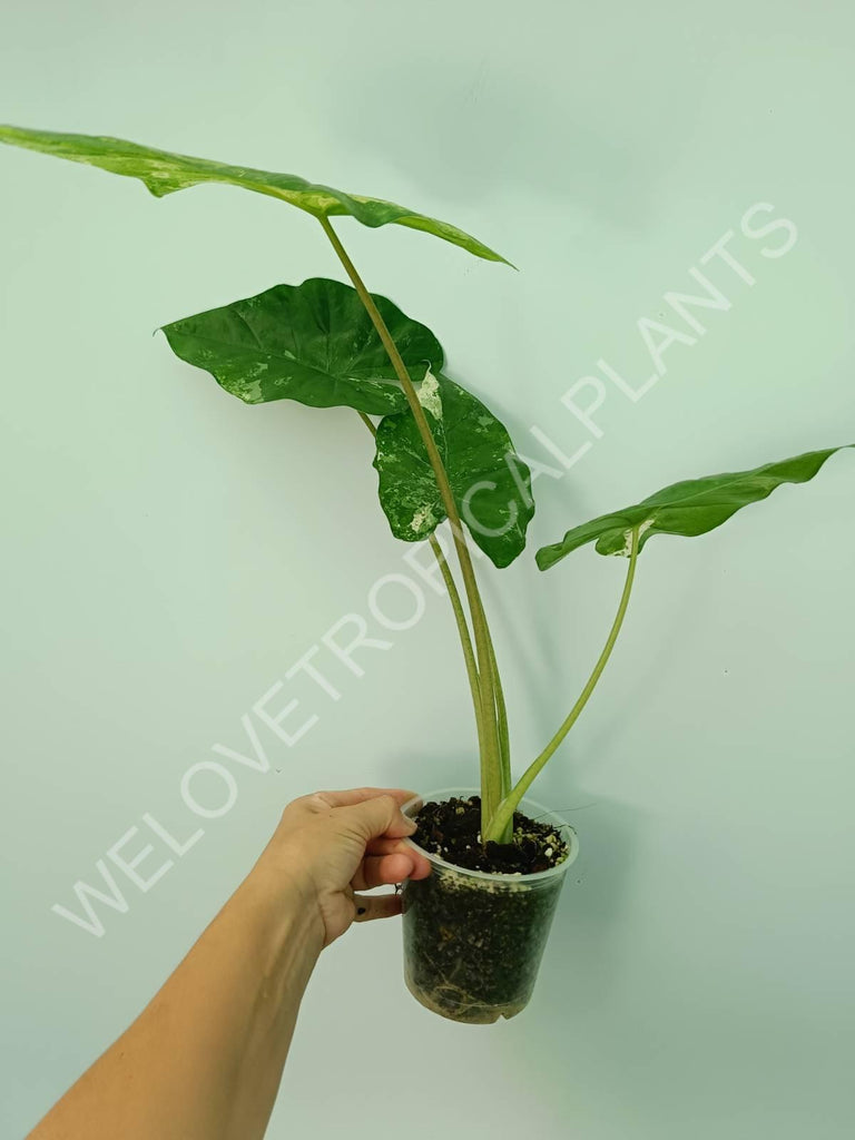 Alocasia macrorrhiza splash variegata