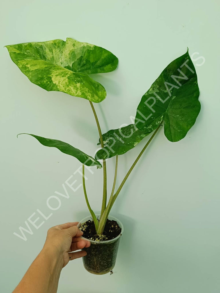 Alocasia macrorrhiza splash variegata