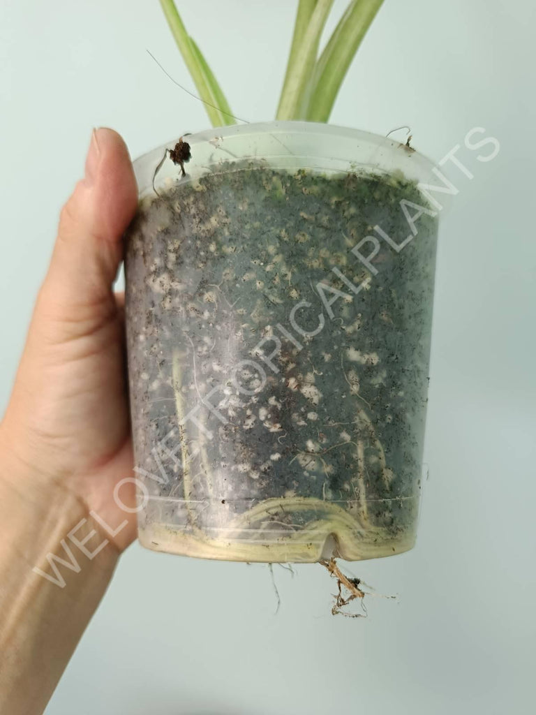 Alocasia macrorrhiza splash variegata