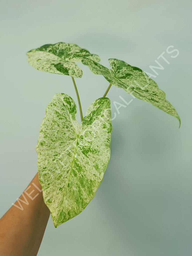 Alocasia macrorrhiza splash variegata