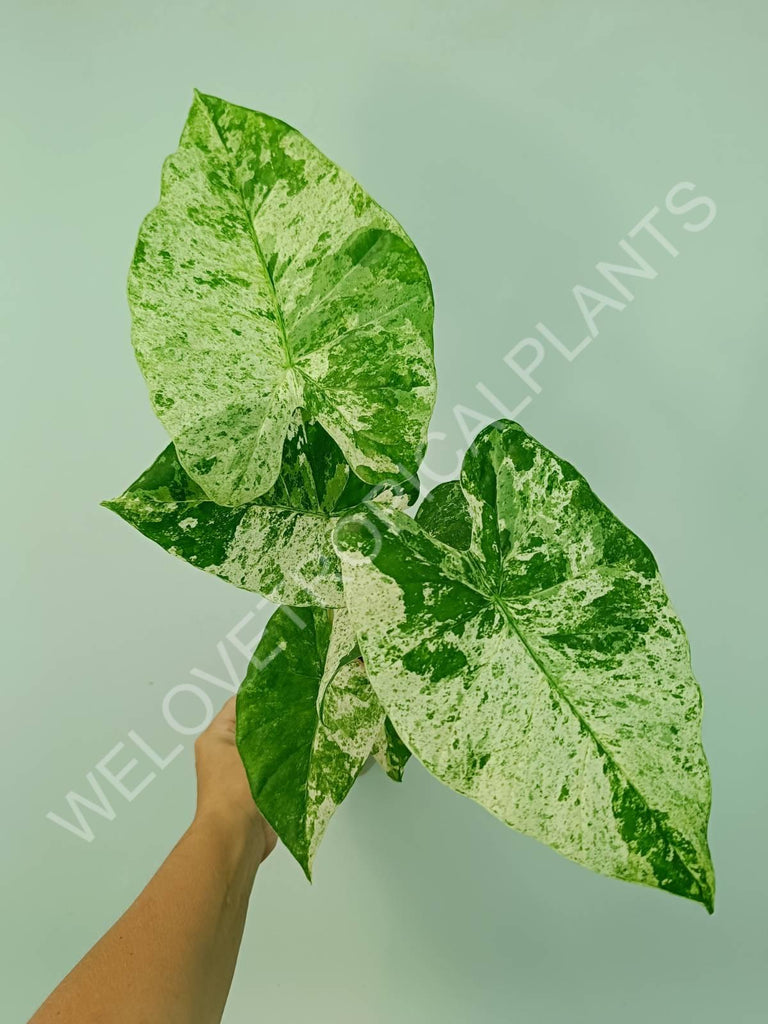 Alocasia macrorrhiza splash variegata