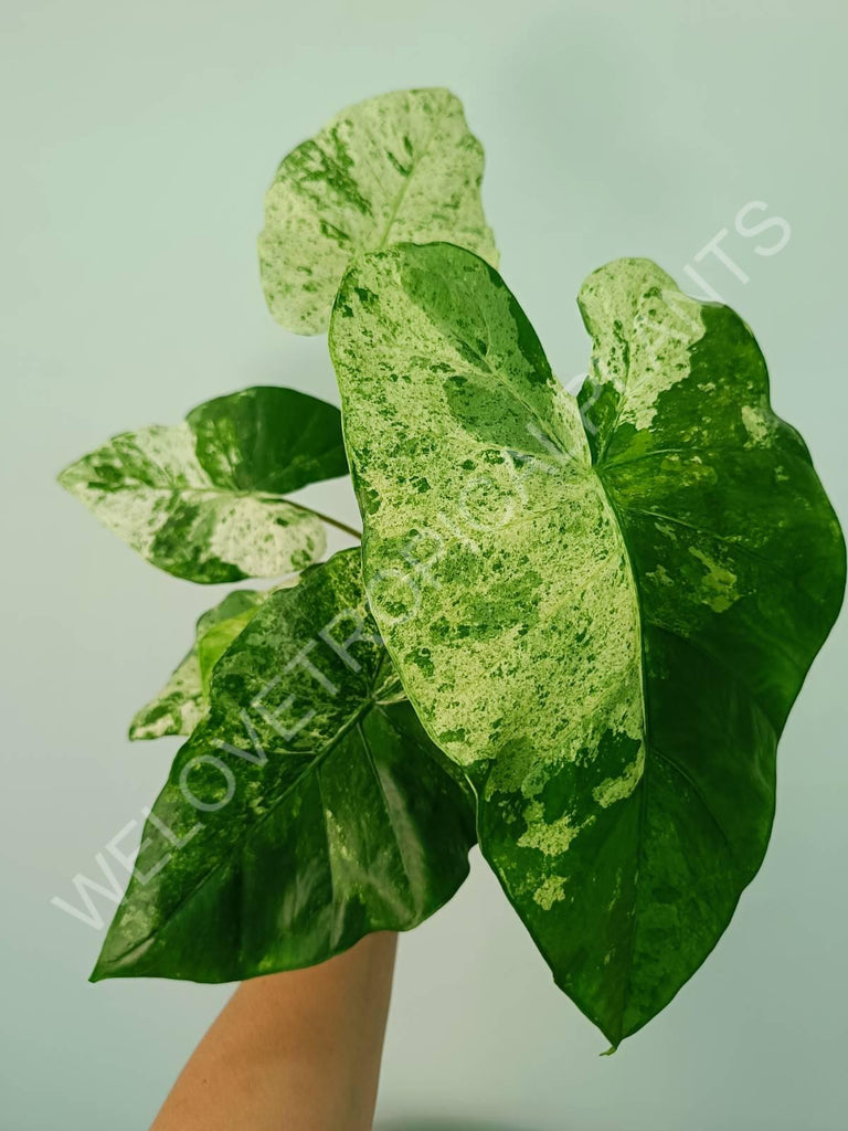 Alocasia macrorrhiza splash variegata