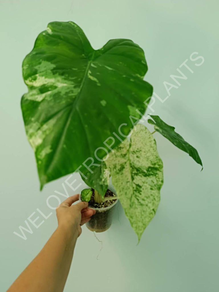 Alocasia macrorrhiza splash variegata