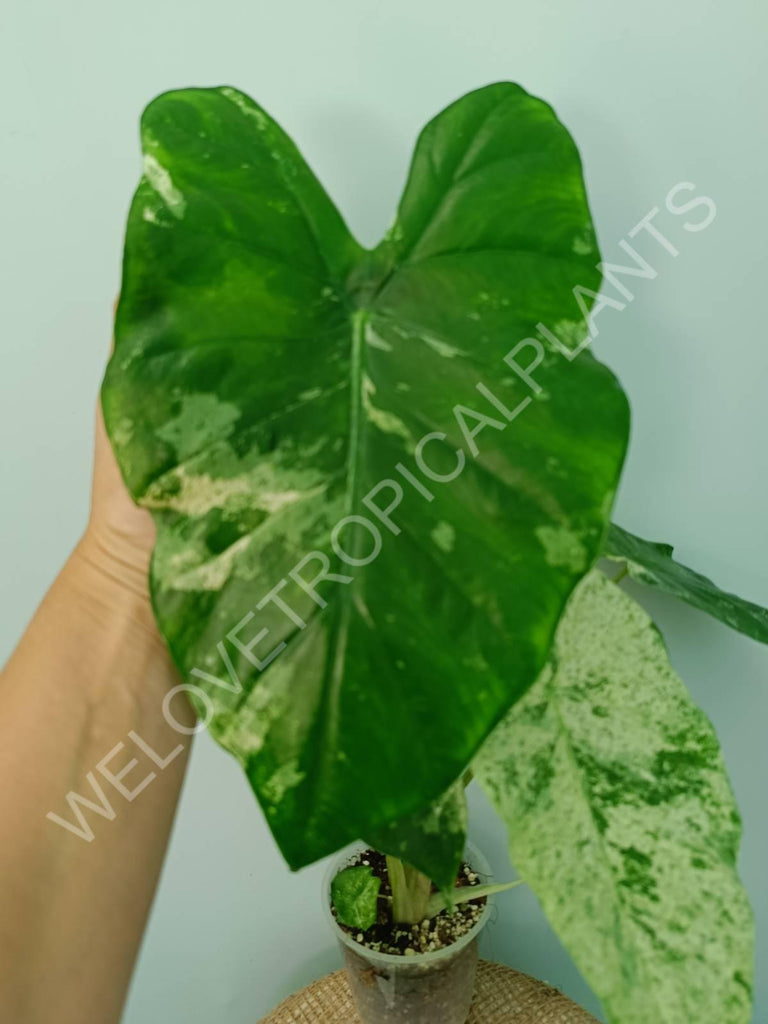 Alocasia macrorrhiza splash variegata