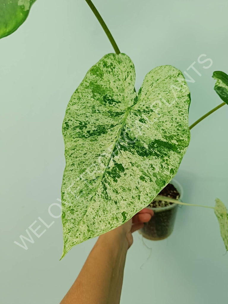 Alocasia macrorrhiza splash variegata