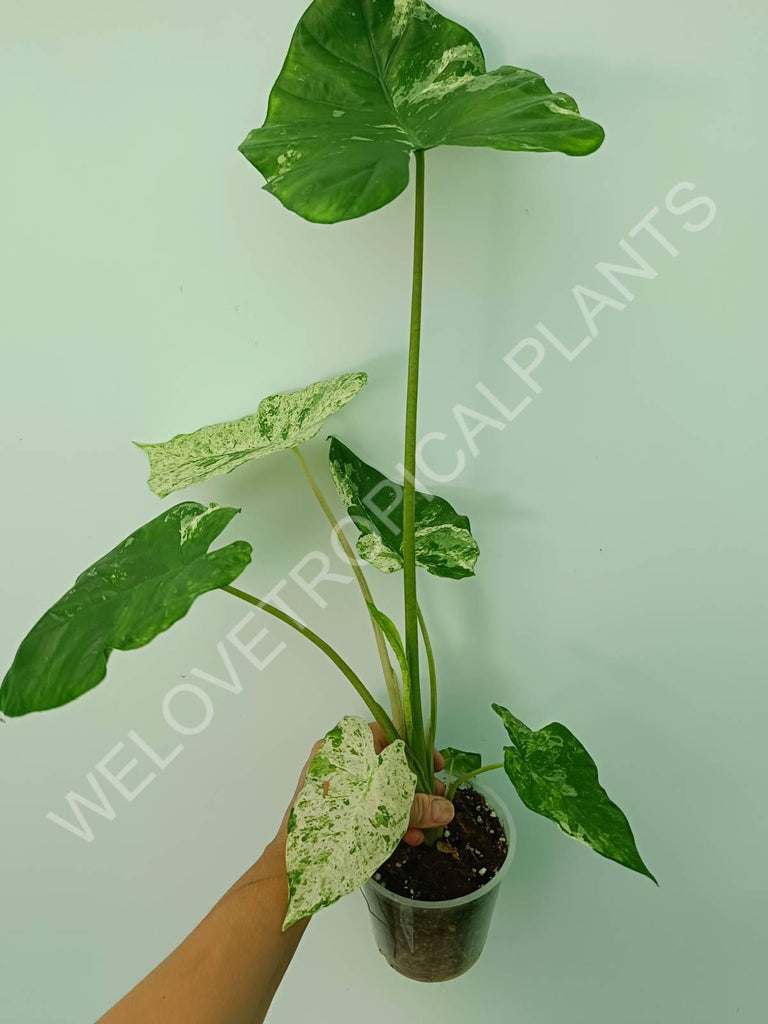 Alocasia macrorrhiza splash variegata