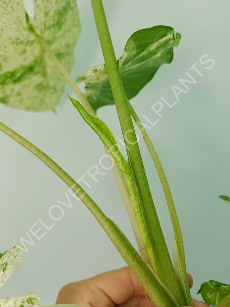 Alocasia macrorrhiza splash variegata