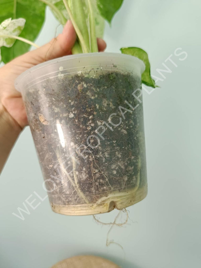 Alocasia macrorrhiza splash variegata