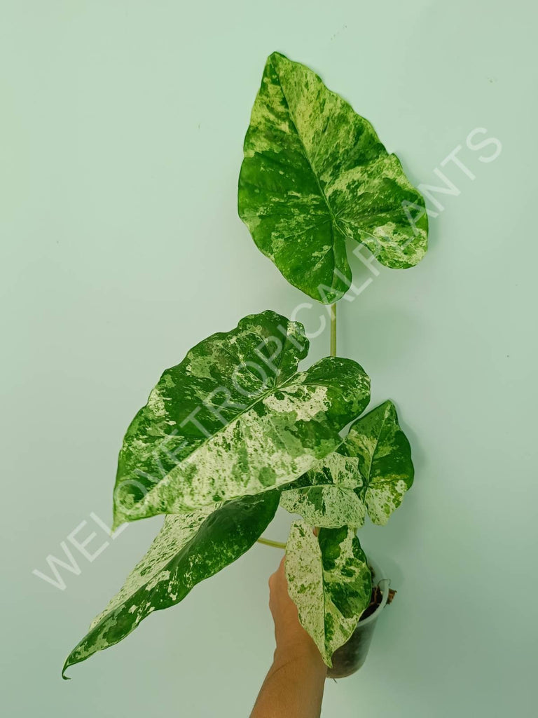 Alocasia macrorrhiza splash variegata