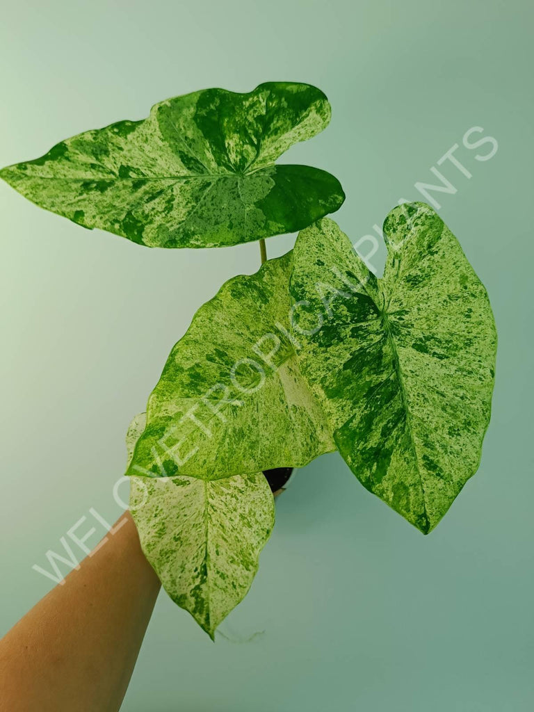 Alocasia macrorrhiza splash variegata