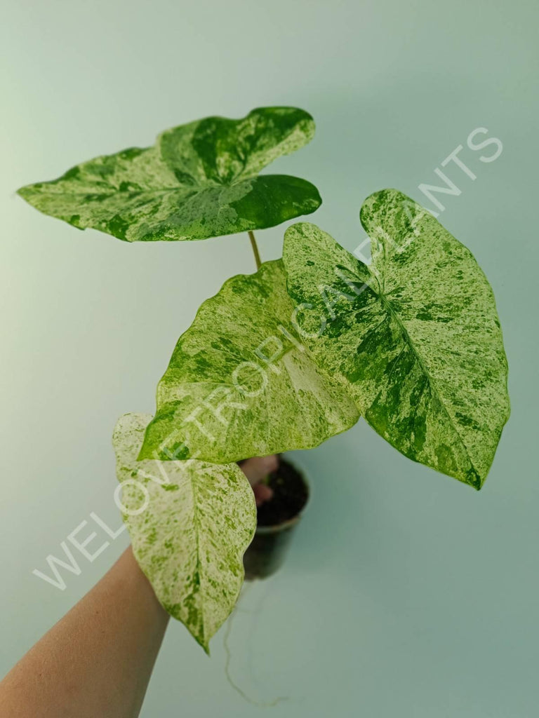 Alocasia macrorrhiza splash variegata