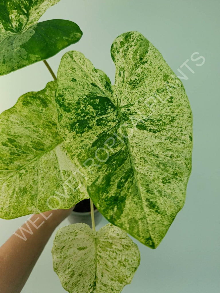 Alocasia macrorrhiza splash variegata