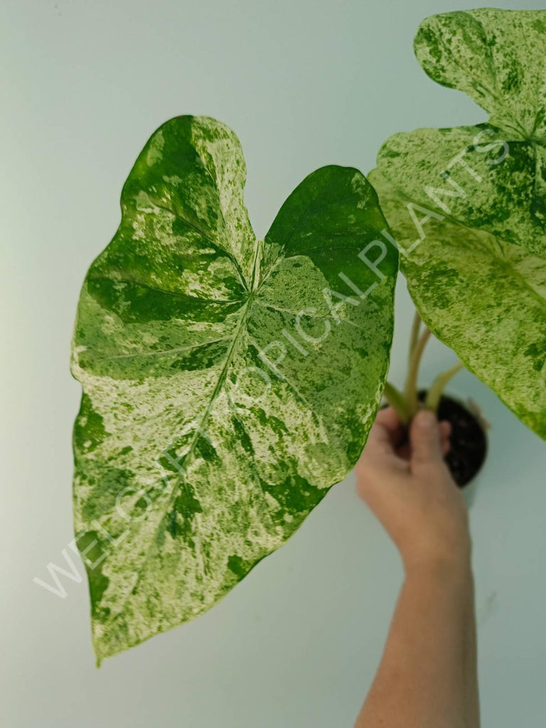 Alocasia macrorrhiza splash variegata