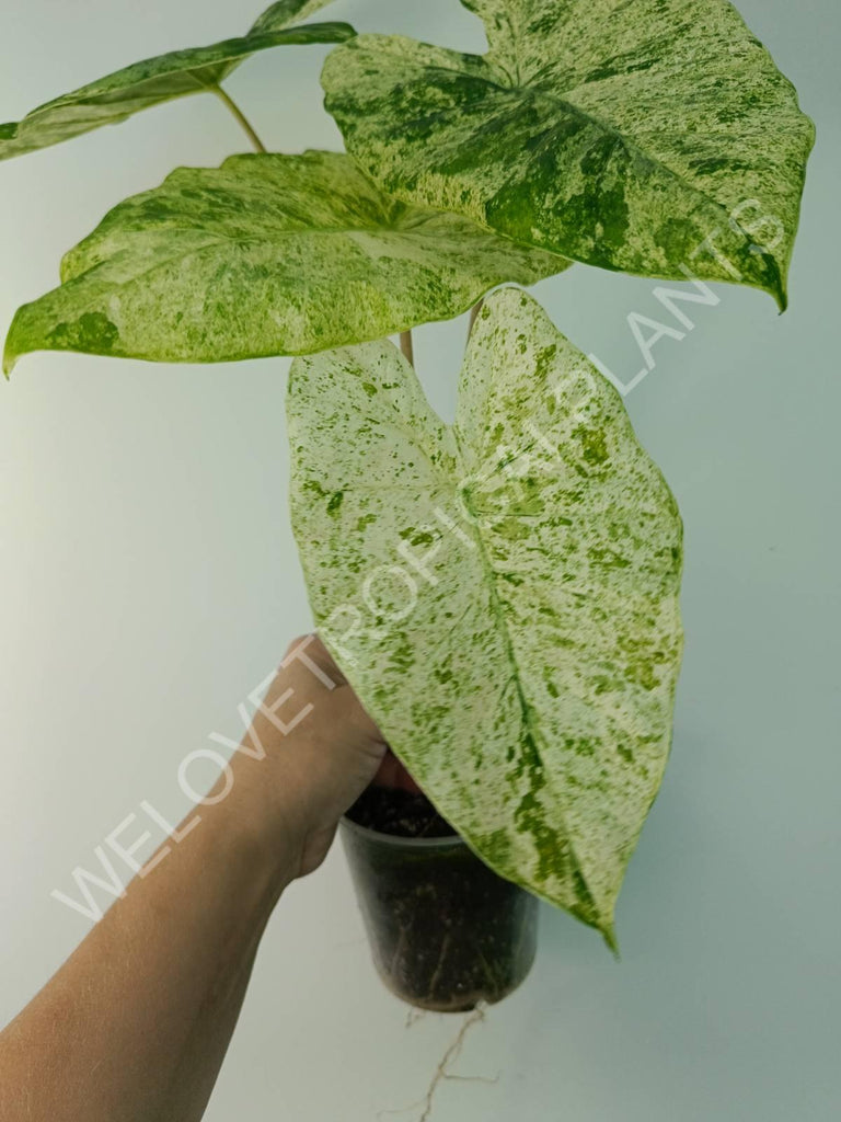 Alocasia macrorrhiza splash variegata