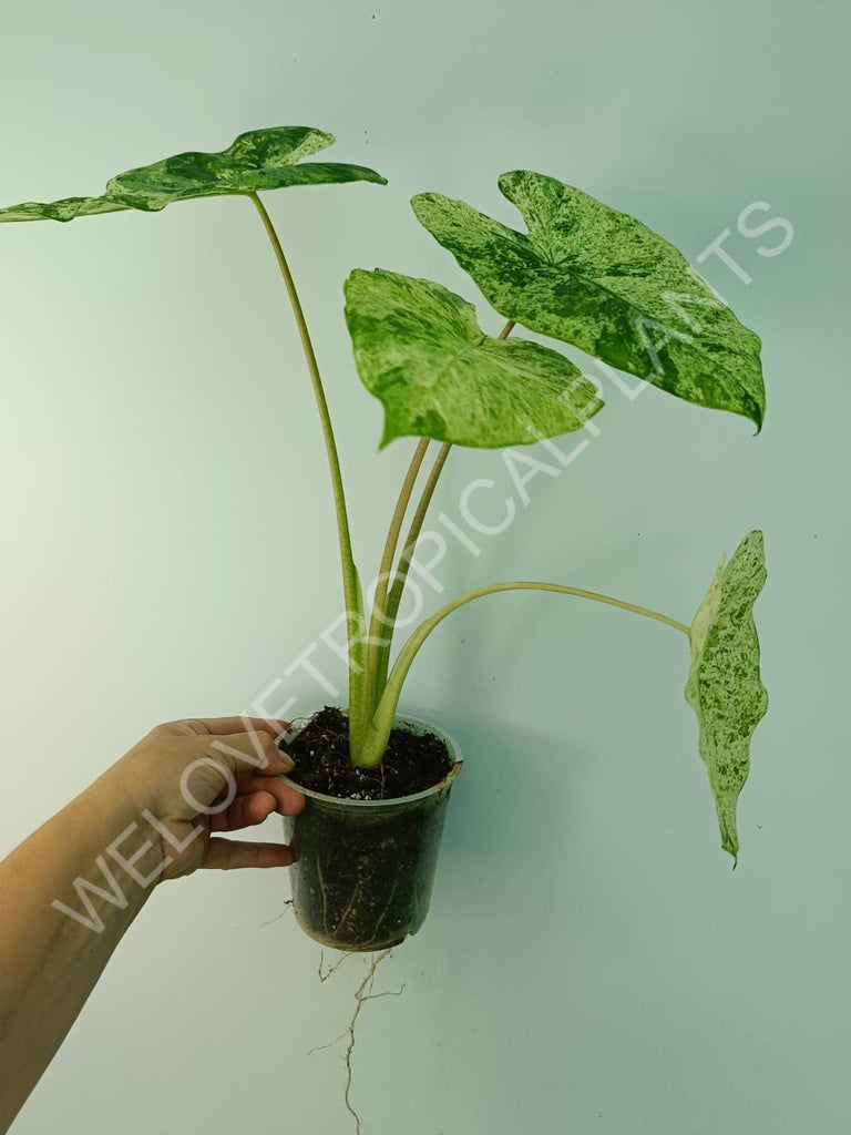 Alocasia macrorrhiza splash variegata